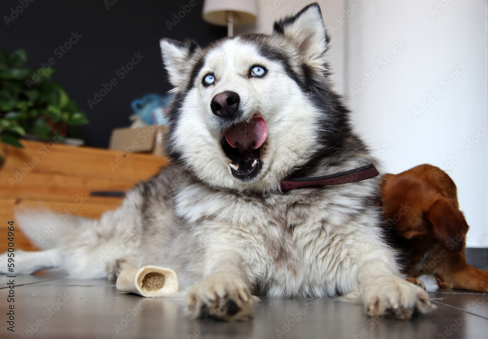 Fototapeta premium Siberian Husky close up portrait. Furry dog laying on the floor. Grey background with space for text. Pet care concept. 
