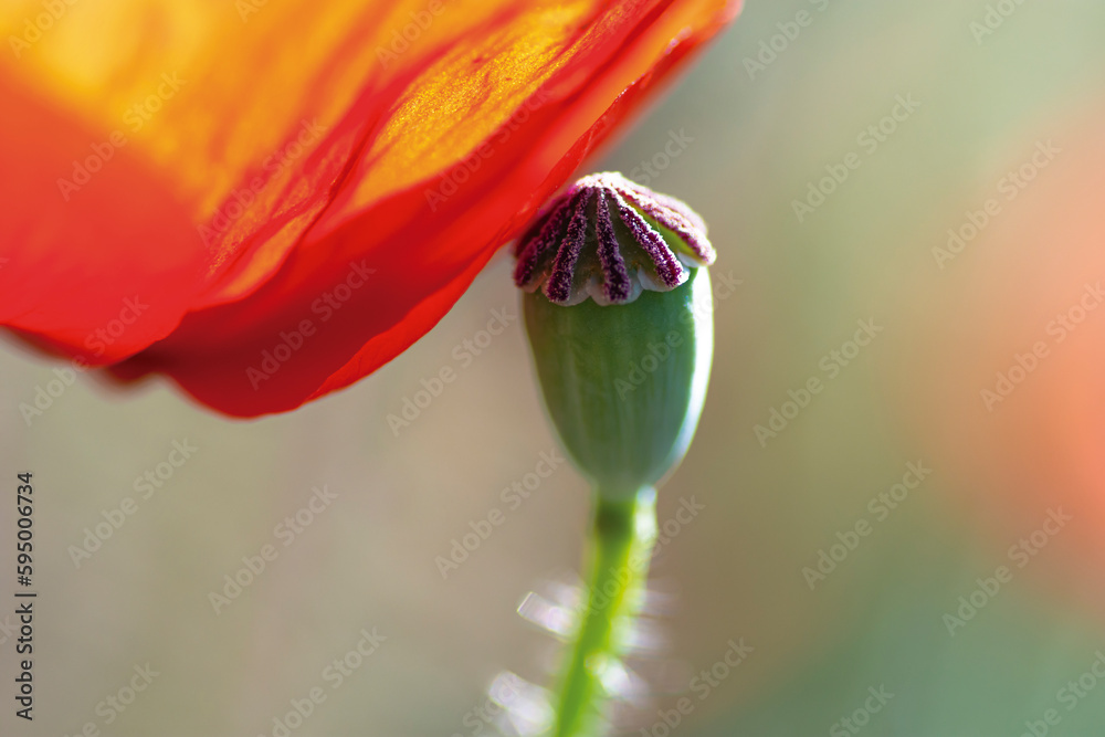Macro of a closed poppy in nature Macro of a closed poppy in nature