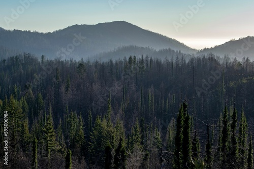 Stunning view of a mountain range, with numerous tall trees silhouetted against the blue sky