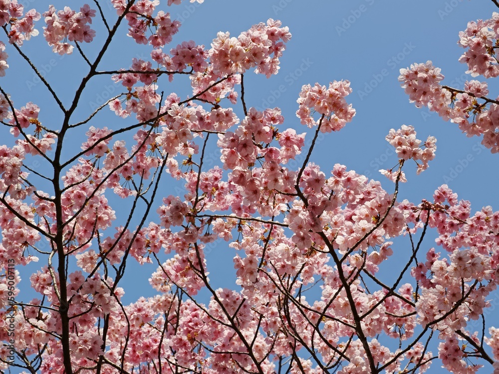 Beautiful tree of cherry blossom flowers with a blue sky in the background Beautiful tree of cherry blossom flowers with a blue sky in the background