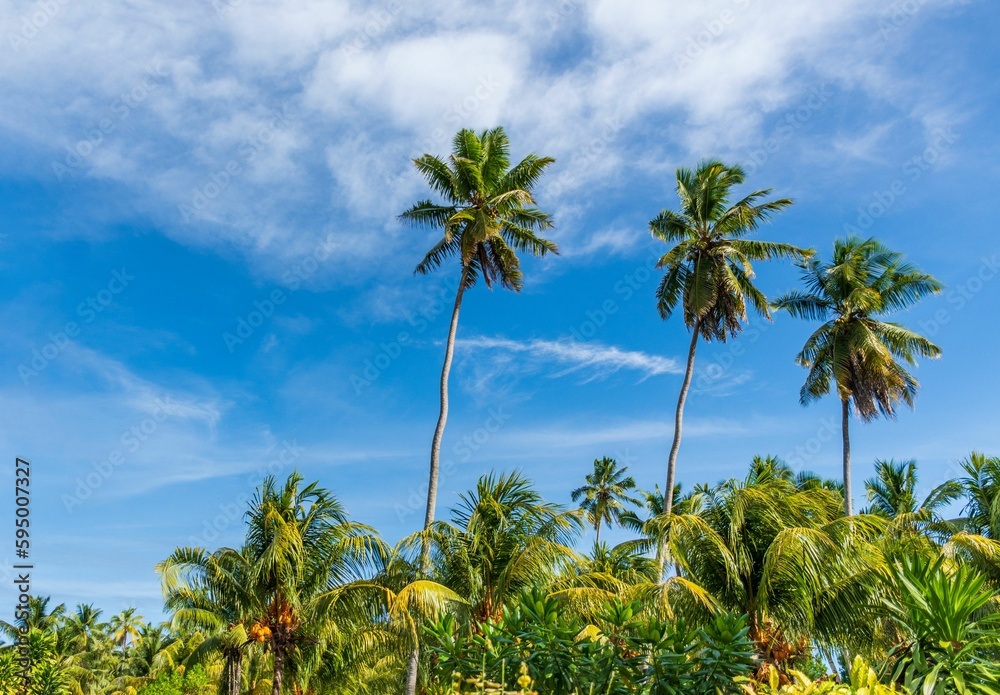 Naklejka premium Amazing tall palm trees against blue sky