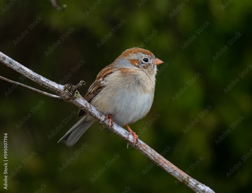 Small House sparrow perched atop a branch of tree in a lush green forest