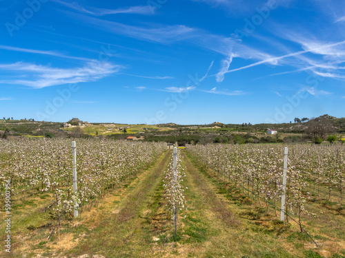 Cultivo de manzanos, en flor, en el pueblo de Zedes. El segundo en producción de Portugal. photo