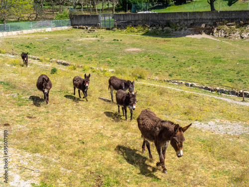 Manada de burros caminando por una granja. Gondar, Portugal