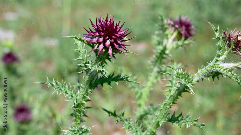 Musk thistle. Flowering Nodding plumeless thistle. Musk thistle. Flowering Nodding plumeless thistle.