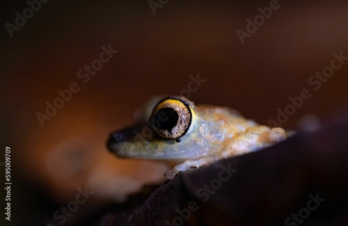 A closeup shot of a small frog with a blurred background