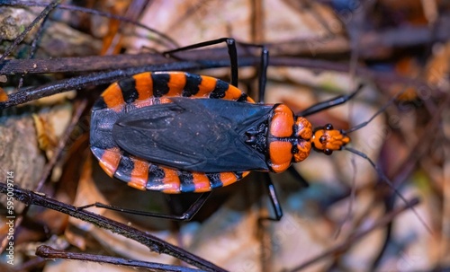A closeup shot of Triatoma infestans photo