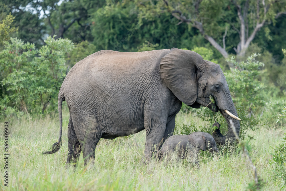 mother and baby elephant eating grass in shrubland thick vegetation at Kruger park, South Africa