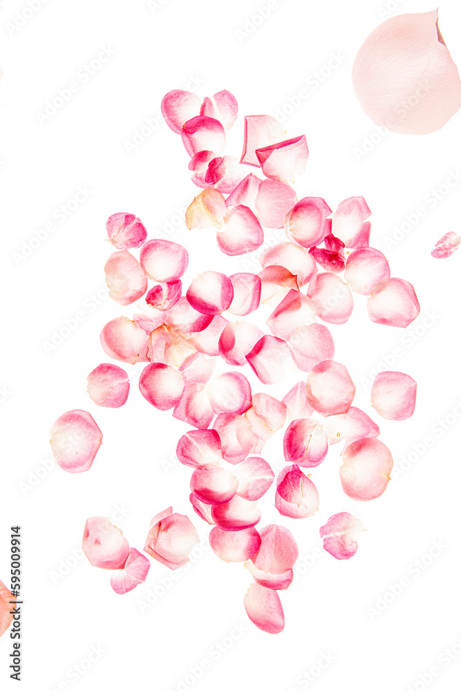 roses pink flower petals isolated background roses pink flower petals isolated background