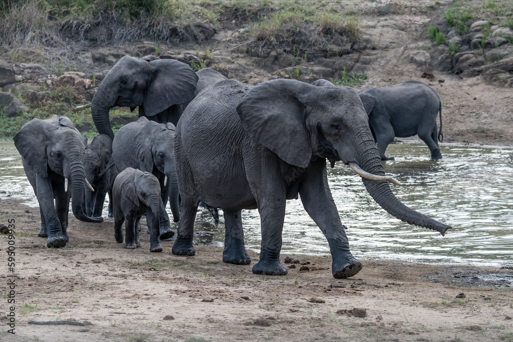 group of female and cubs elephants on pond shore in shrubland at Kruger park, South Africa