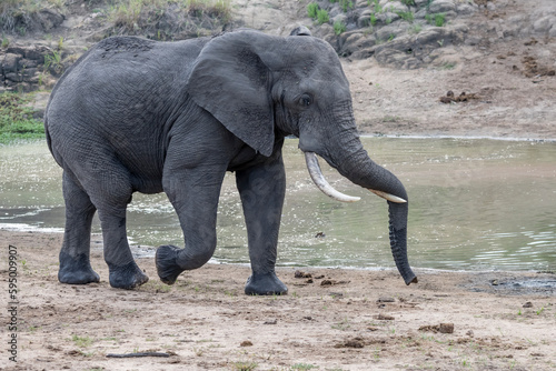 male elephant on pond shore in shrubland at Kruger park, South Africa