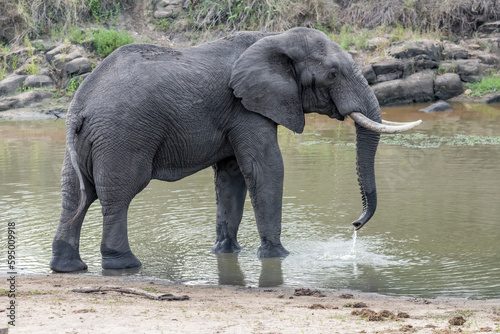 male elephant in shallow waters of pond in shrubland at Kruger park  South Africa