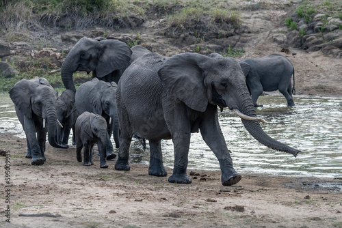 group of female and cubs elephants on pond shore in shrubland at Kruger park  South Africa