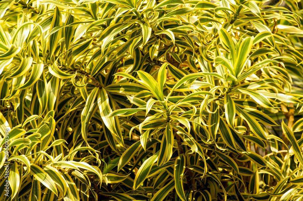 Dracaena Reflexa, song of India, an indoor plant with beautiful colored leaves Dracaena Reflexa, song of India, an indoor plant with beautiful colored leaves