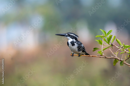 Pied-Kingfisher