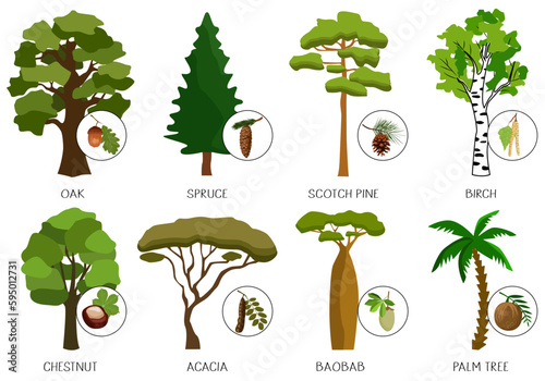 A set of various trees depicting their leaves and fruits. Coniferous, deciduous and tropical plants. Vector illustration of a natural park. Oak, Chestnut, Spruce, Pine, Acacia, Birch, Palm, Baobab.