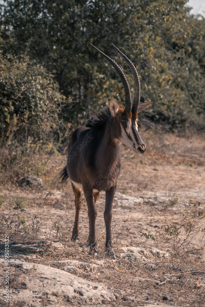 Obraz premium Sable antelope stands on rocks watching camera