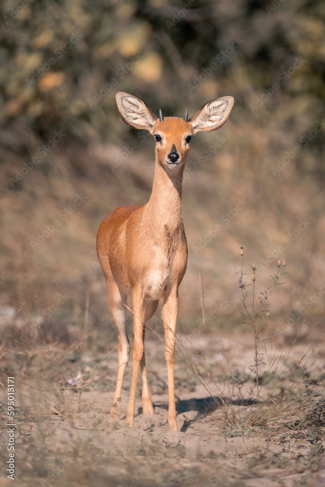 Steenbok stands staring at camera in sunshine