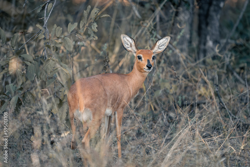 Steenbok stands in undergrowth turning towards camera © Nick Dale