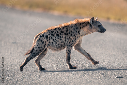 Spotted hyena jogs across road in sunshine