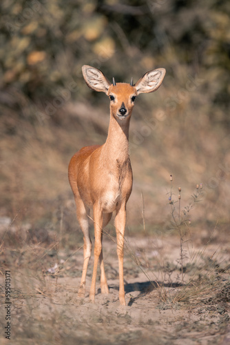 Steenbok stands staring at camera in sunshine