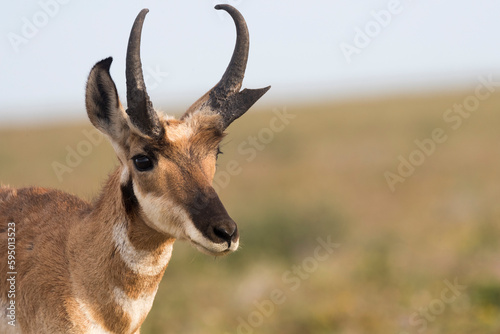 Baja California pronghorn (Antilocapra americana peninsularis) febuck, portrait. Baja California Desert National Park, Guerrero Negro, Baja California Sur, Mexico.