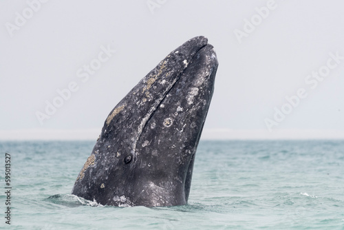 Grey whale (Eschrichtius robustus) spyhopping. Ojo de Liebre Lagoon, El Vizcaino Biosphere Reserve, Baja California Sur, Mexico. photo