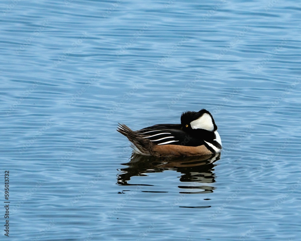 Hooded merganser gliding peacefully across a blue lake Hooded merganser gliding peacefully across a blue lake