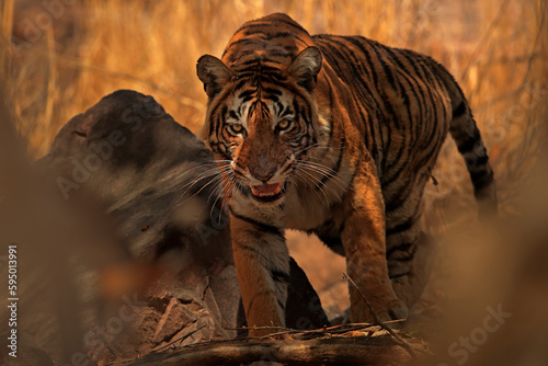 Bengal tiger (Panthera tigris) protective tigress 