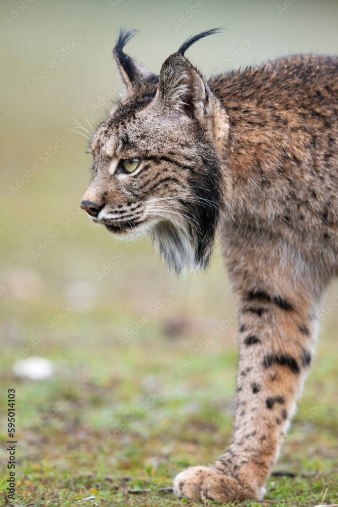 Iberian lynx (Lynx pardinus) walking, Parque Natural Sierra de Andujar, Andalucia, Spain. January. Iberian lynx (Lynx pardinus) walking, Parque Natural Sierra de Andujar, Andalucia, Spain. January.