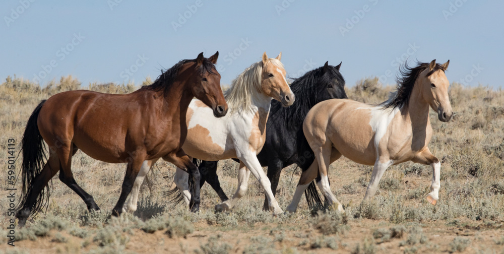 Mustang herd, four horses running in Red Desert Complex, Wyoming, USA. September. Mustang herd, four horses running in Red Desert Complex, Wyoming, USA. September.