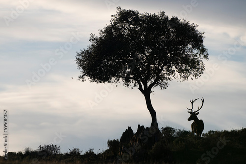 Red deer stag (Cervus elaphus) and a Holm oak tree (Quercus ilex) silhouetted, Parque Natural Sierra de Andujar, Andalucia, Spain. January.
  photo