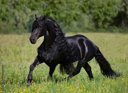 Freisian horse stallion trotting in meadow. Germany. June.  photo