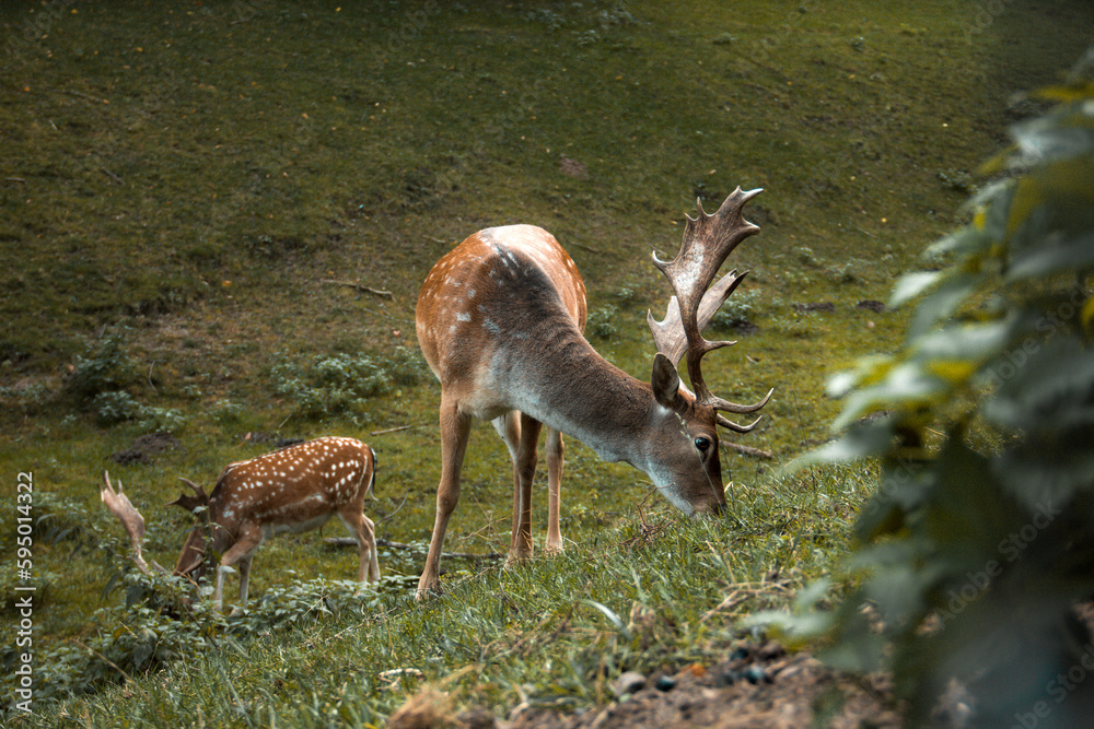 Dappled deer. A sika deer with antlers. Cervus nippon Dappled deer. A sika deer with antlers. Cervus nippon