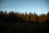 Beautiful forest at sunset. Pine forest
