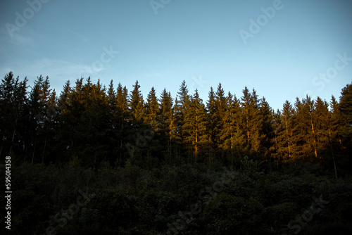 Beautiful forest at sunset. Pine forest