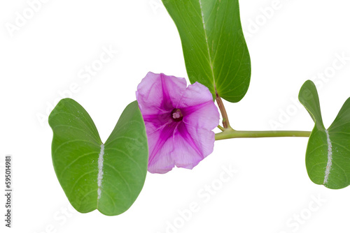 Purple flower of Goat’s foot creeper, Beach morning glory or Ipomoea pes-caprae bloom is a Thai herb isolated on white background included clipping path. photo