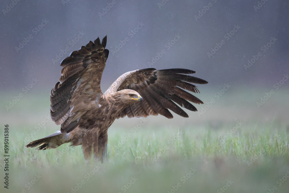 Fototapeta premium Birds of prey - Lesser Spotted Eagle Aquila pomarina , hunting time, flying bird, spring time Poland, Europe