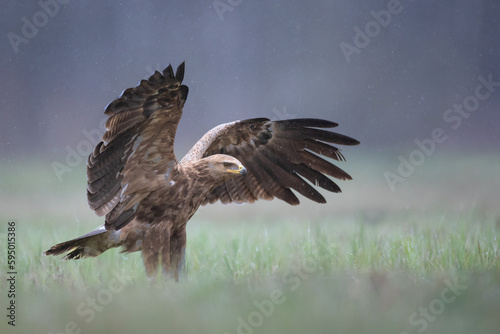 Birds of prey - Lesser Spotted Eagle Aquila pomarina   hunting time  flying bird  spring time Poland  Europe