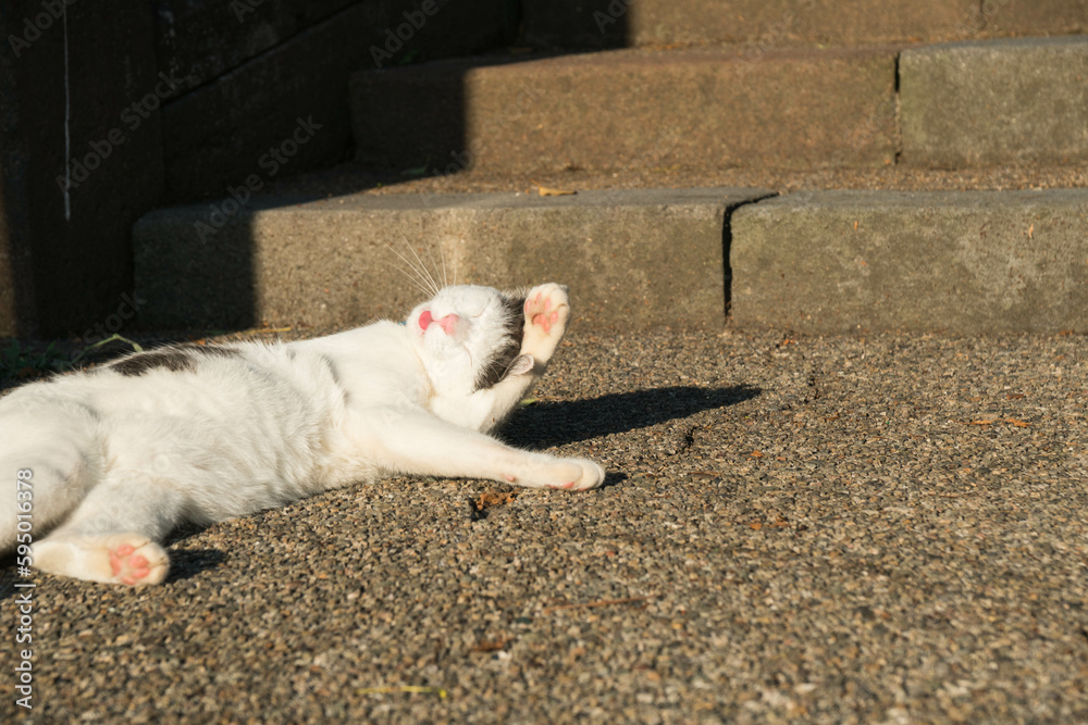 夏の夕日を浴びながら顔を洗う白猫