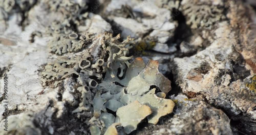 Useful plants. Lekanora lichen and the natural antibiotic Parmelia grow together on birch bark. Siberia. The camera is moving. Useful plants. Lekanora lichen and the natural antibiotic Parmelia grow together on birch bark. Siberia. The camera is moving.