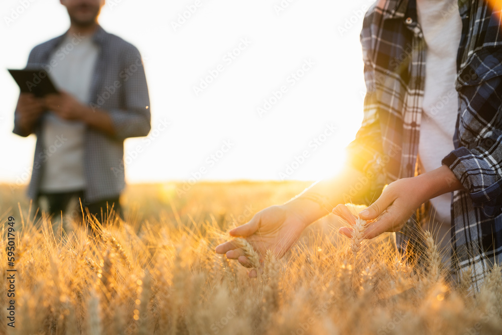 Farmers touches the ears of wheat on an agricultural field	