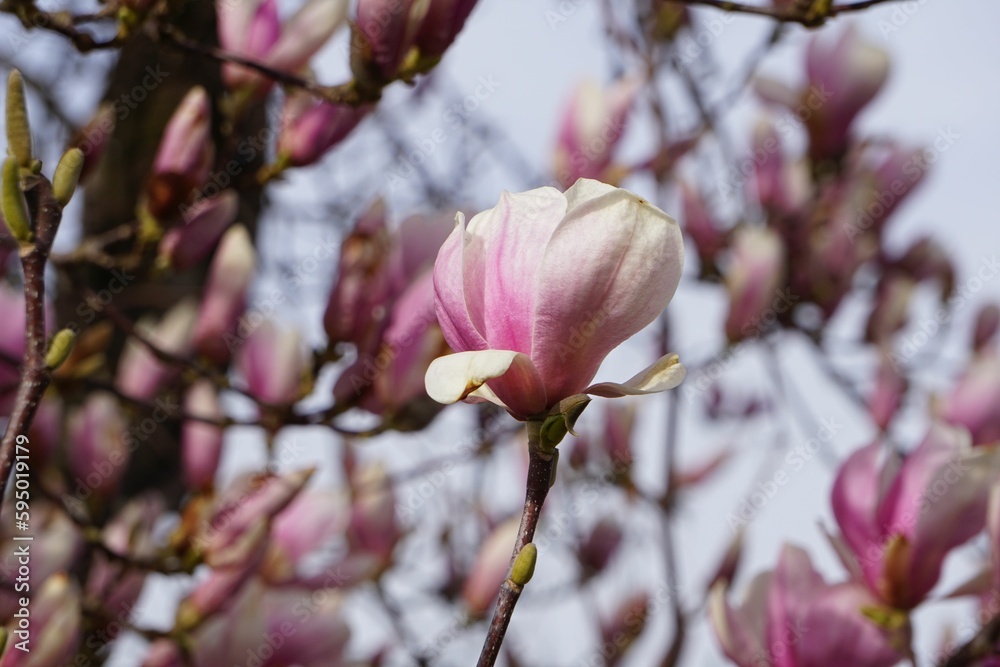 Magnolia flower on a lush green tree branch in a peaceful wooded environment Magnolia flower on a lush green tree branch in a peaceful wooded environment