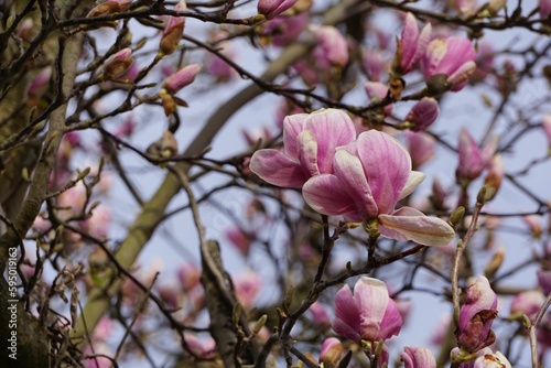 a flowering pink tree with no leaves on it and a blue sky in the background