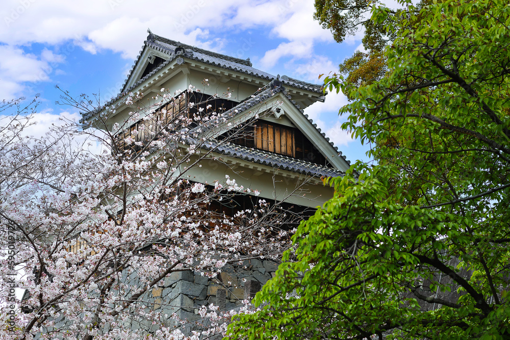 A beautiful view of the cherry blossom trees and the old castle. A beautiful view of the cherry blossom trees and the old castle.