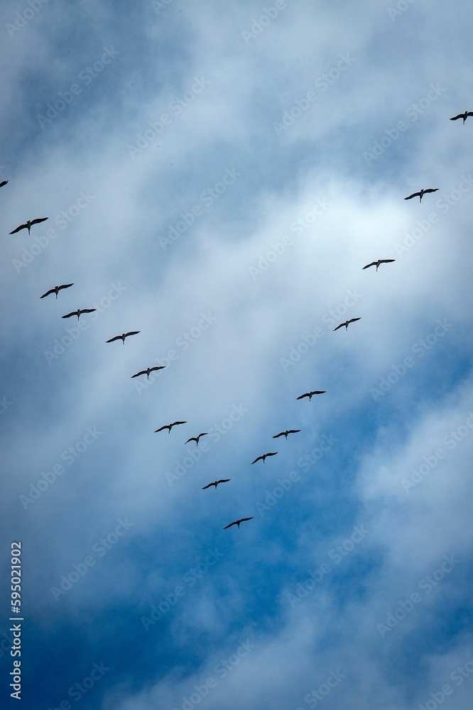 Flock of birds flying in the sky together on a sunny day