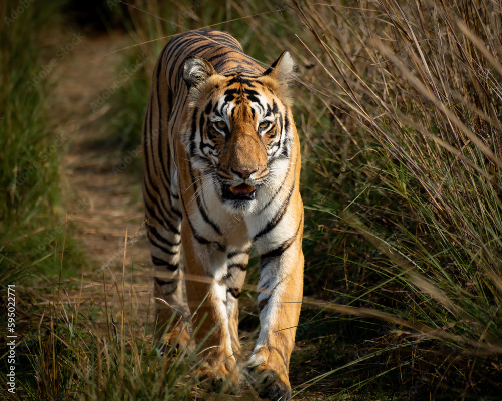 Fototapeta premium Tiger in the wild