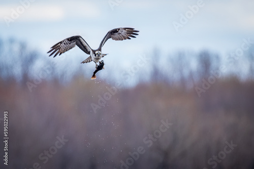 An osprey with its meal, taking off towards its nest