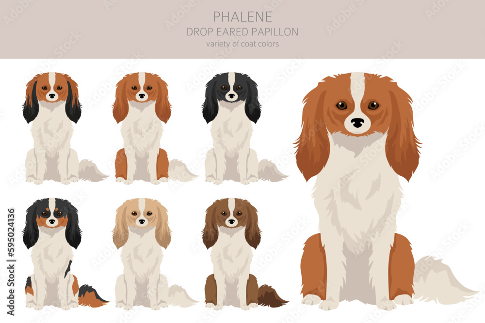 Phalene, Drop - eared Papillon clipart. Different poses, coat colors set