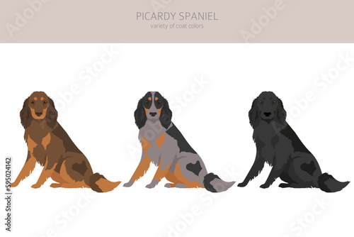 Picardy Spaniel clipart. All coat colors set.  All dog breeds characteristics infographic